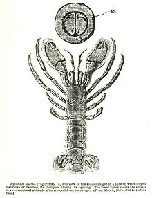 pylochelidae-xercengi