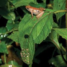 phrynobatrachus-parkeri-qurbagasi