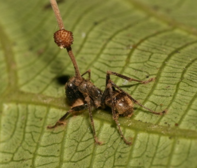 ophiocordyceps-unilateralis