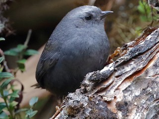 diadem-tapakulosu