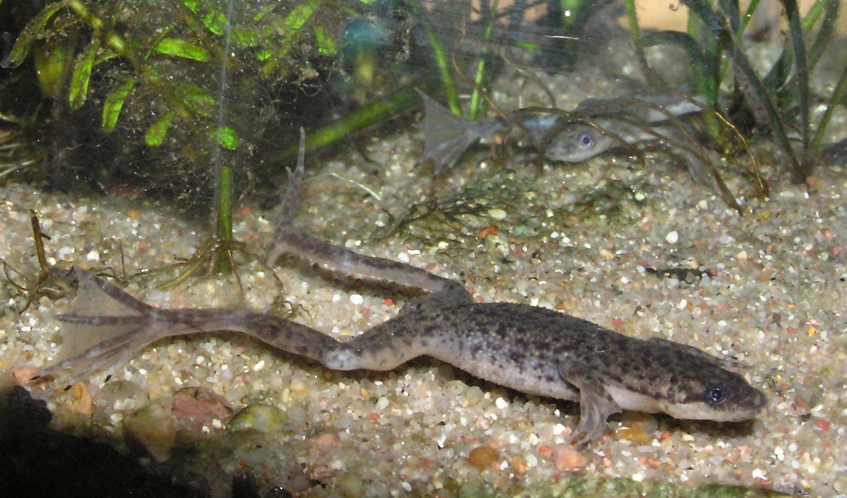 hymenochirus-curtipes-qurbagasi