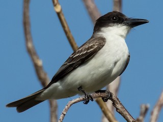 neheng-kralqusu