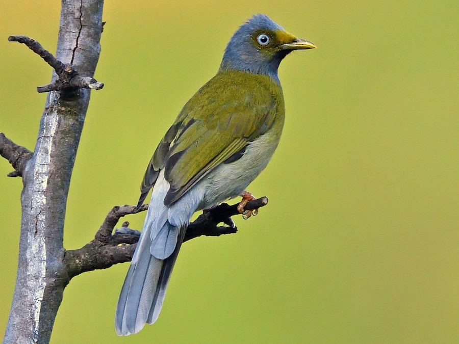 boz-basli-bulbul