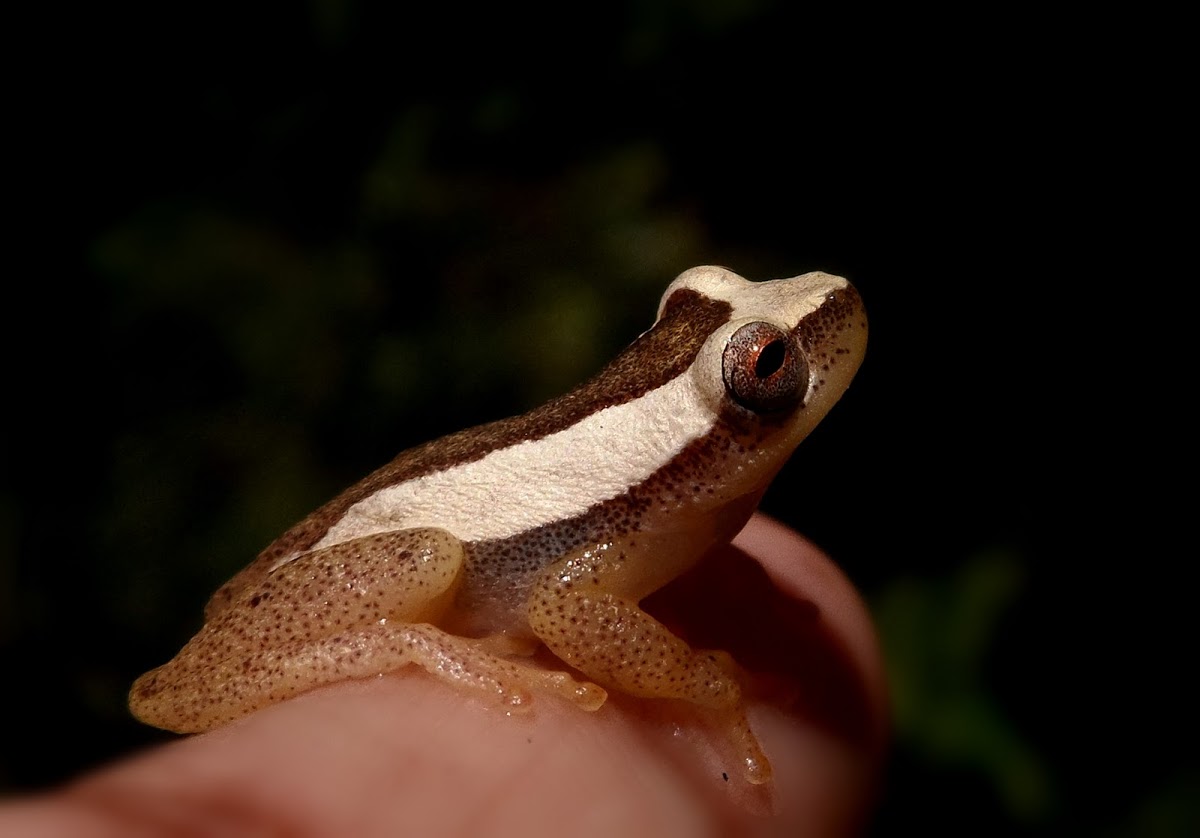 dendropsophus-haddadi-qurbagasi