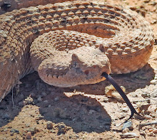 crotalus-cerastes-cercobombus-ilani
