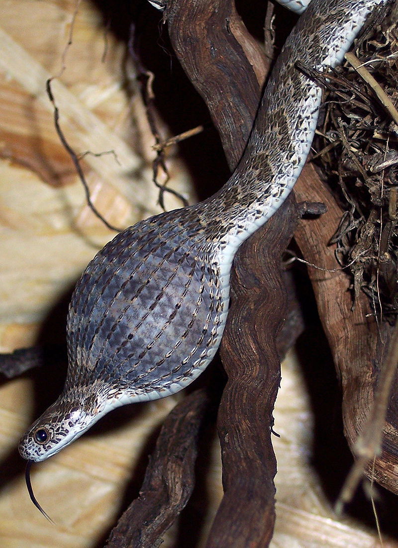 dasypeltis-scabra-ilani
