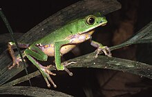 phyllomedusa-vaillantii-qurbagasi