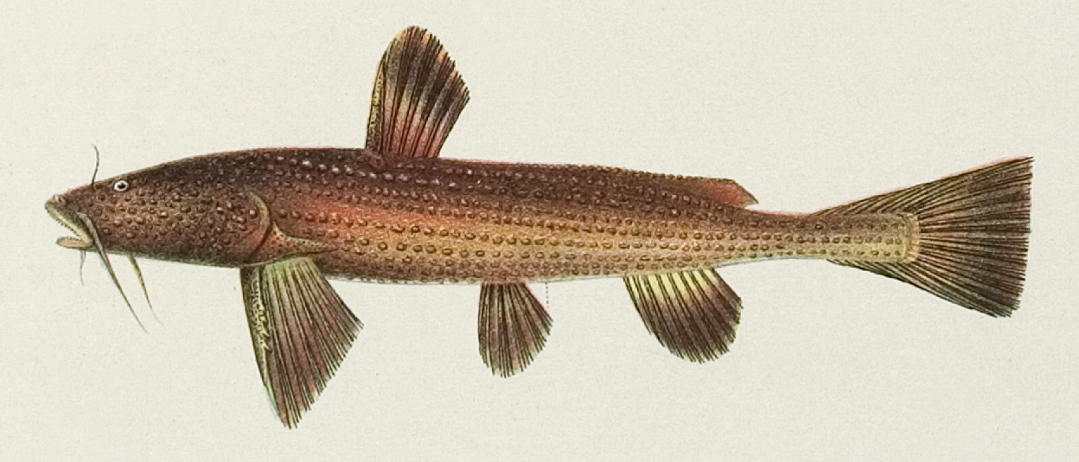 axiosidae-baligi