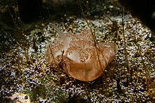 cassiopea-xamachana
