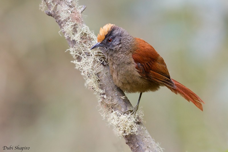 agtepeli-spinetail-qus-novu