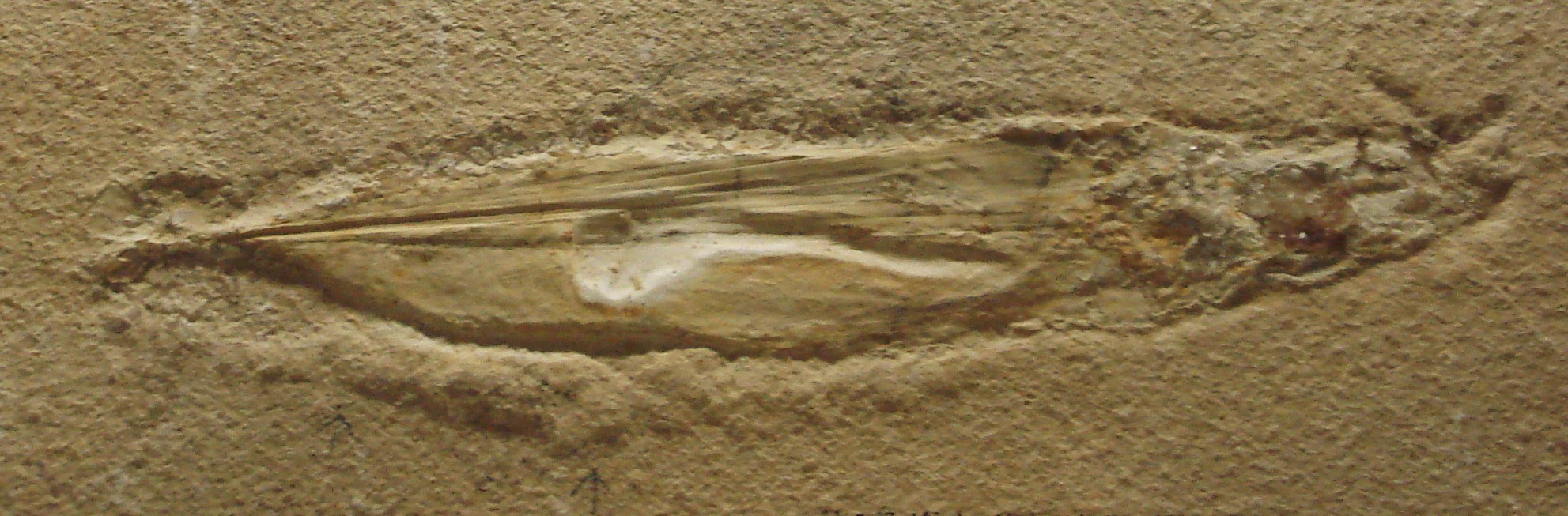 plesioteuthis