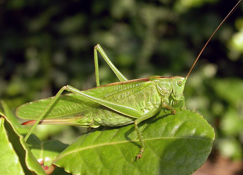 tettigonia-viridissima-boyuk-yasil-ceyirtke