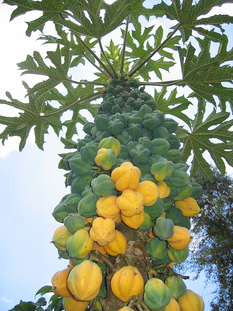 dag-papayasi-vasconcellea-pubescens