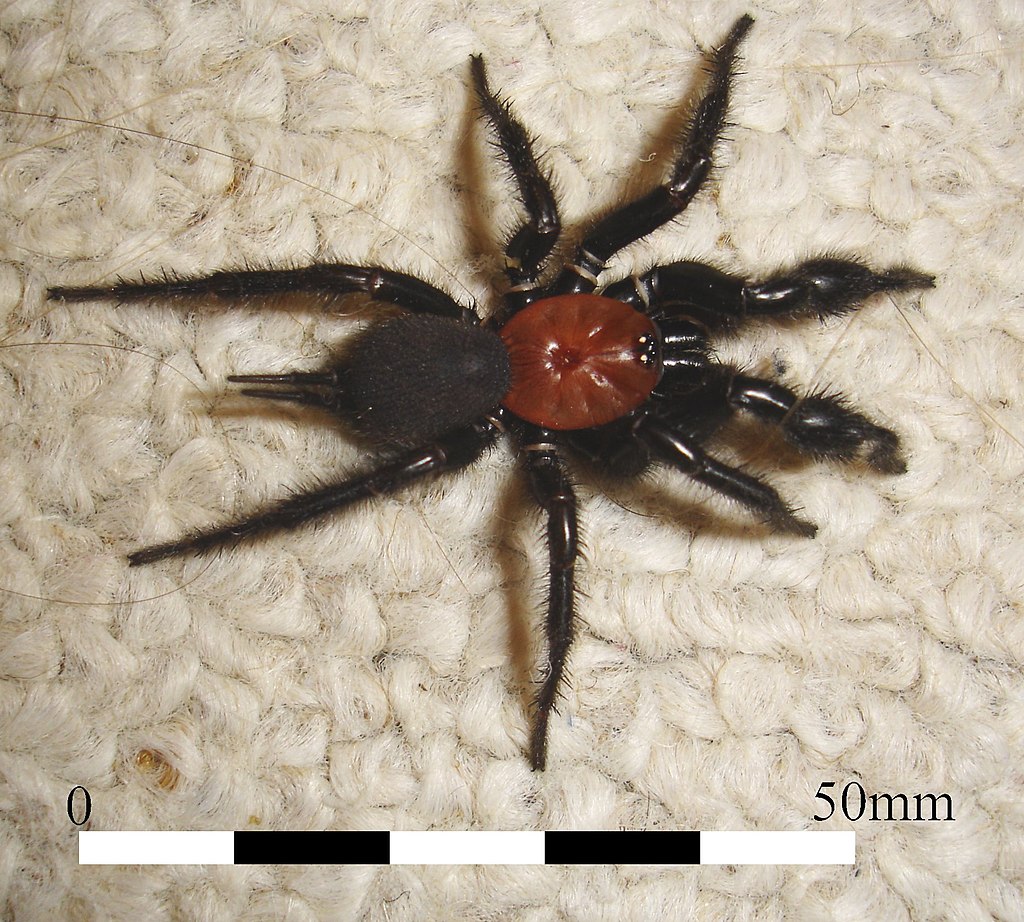 porrhothele-antipodiana-horumceyi