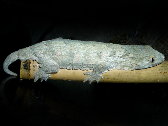 rhacodactylus-kertenkelesi