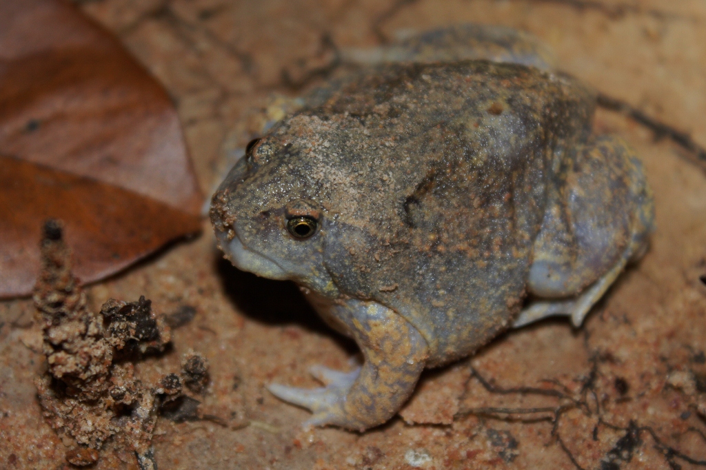 glyphoglossus-qurbagasi