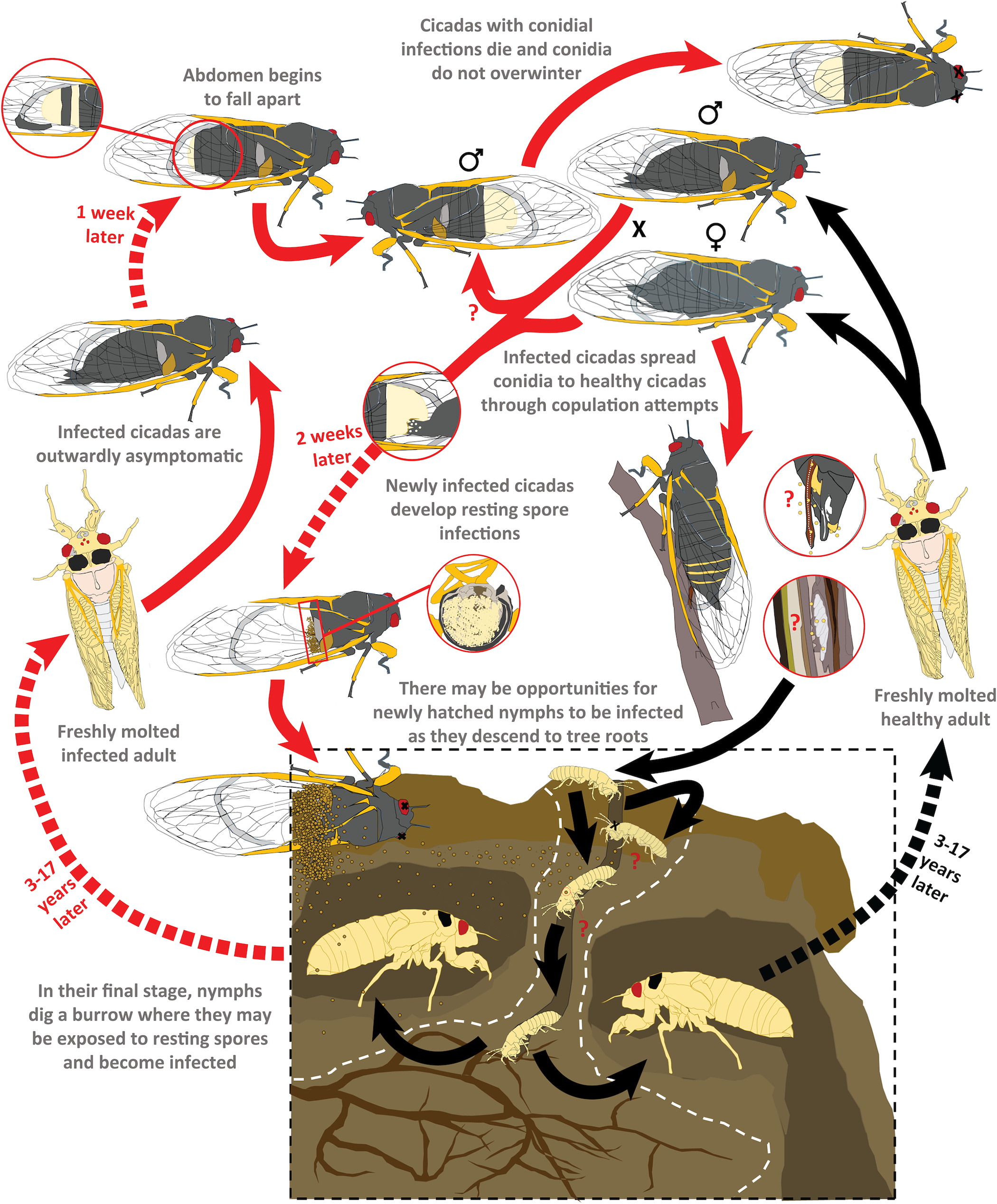 massospora-cicadina