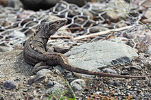 ctenosaura-quinquecarinata-kertenkele-novu