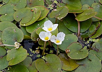 hydrocharis-bitki