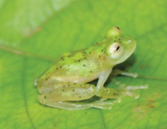 hyalinobatrachium-iaspidiense-qurbagasi