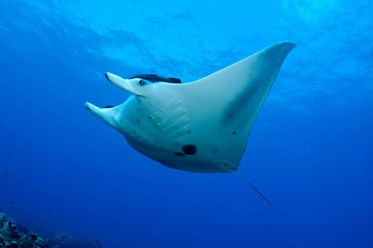 manta-ray