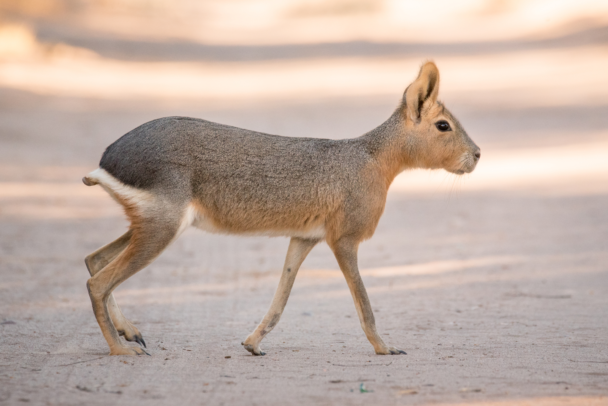 mara