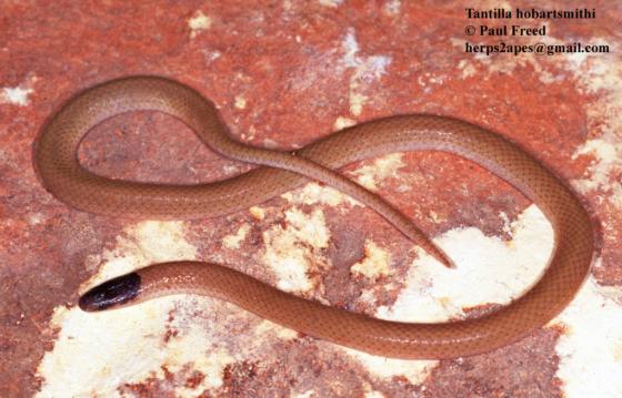 tantilla-hobartsmithi-ilani