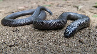 amblyodipsas-polylepis-ilani