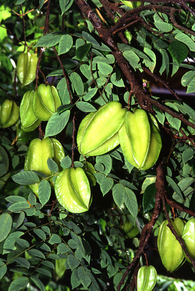 averrhoa-carambola-agaci