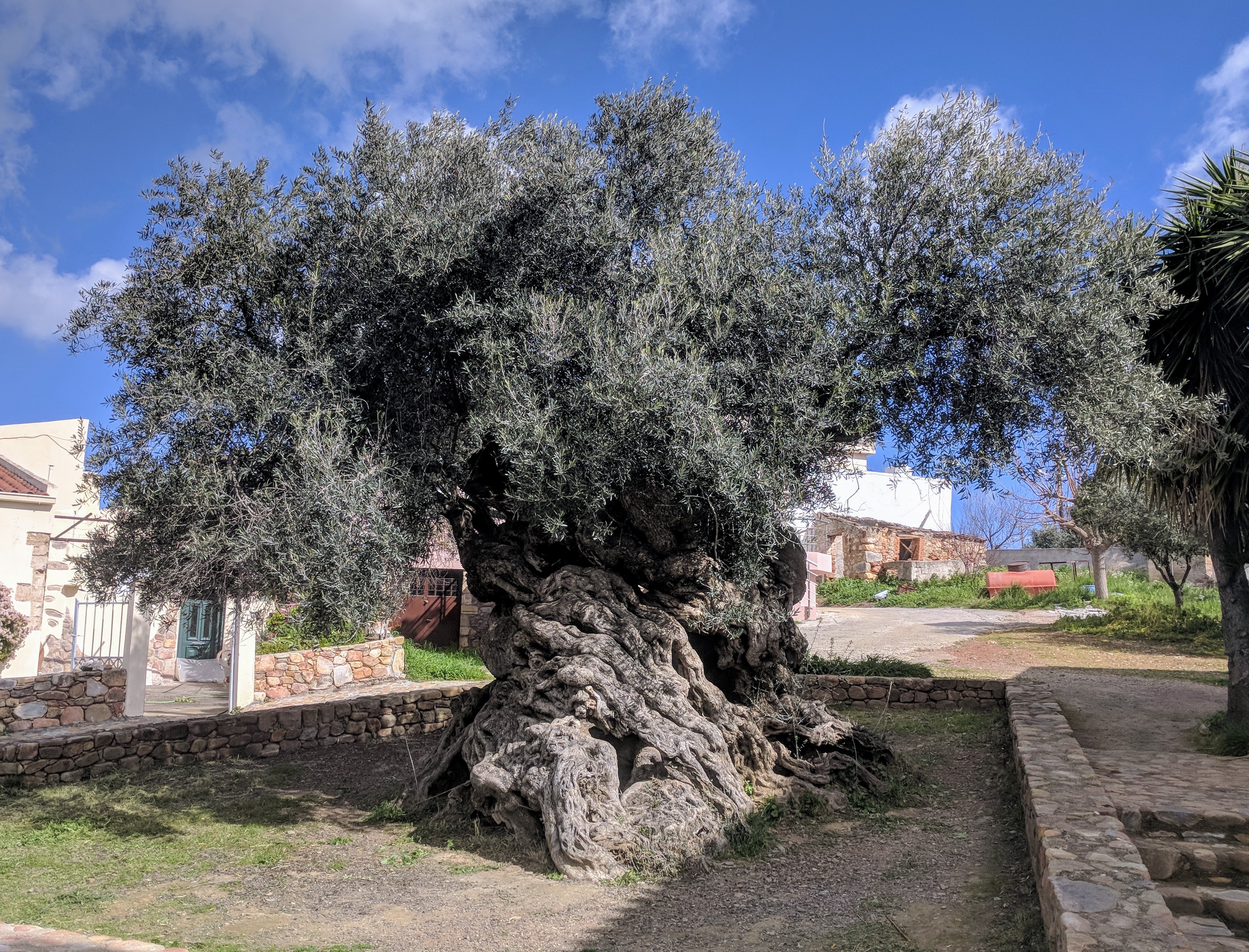 vuvus-zeytun-agaci