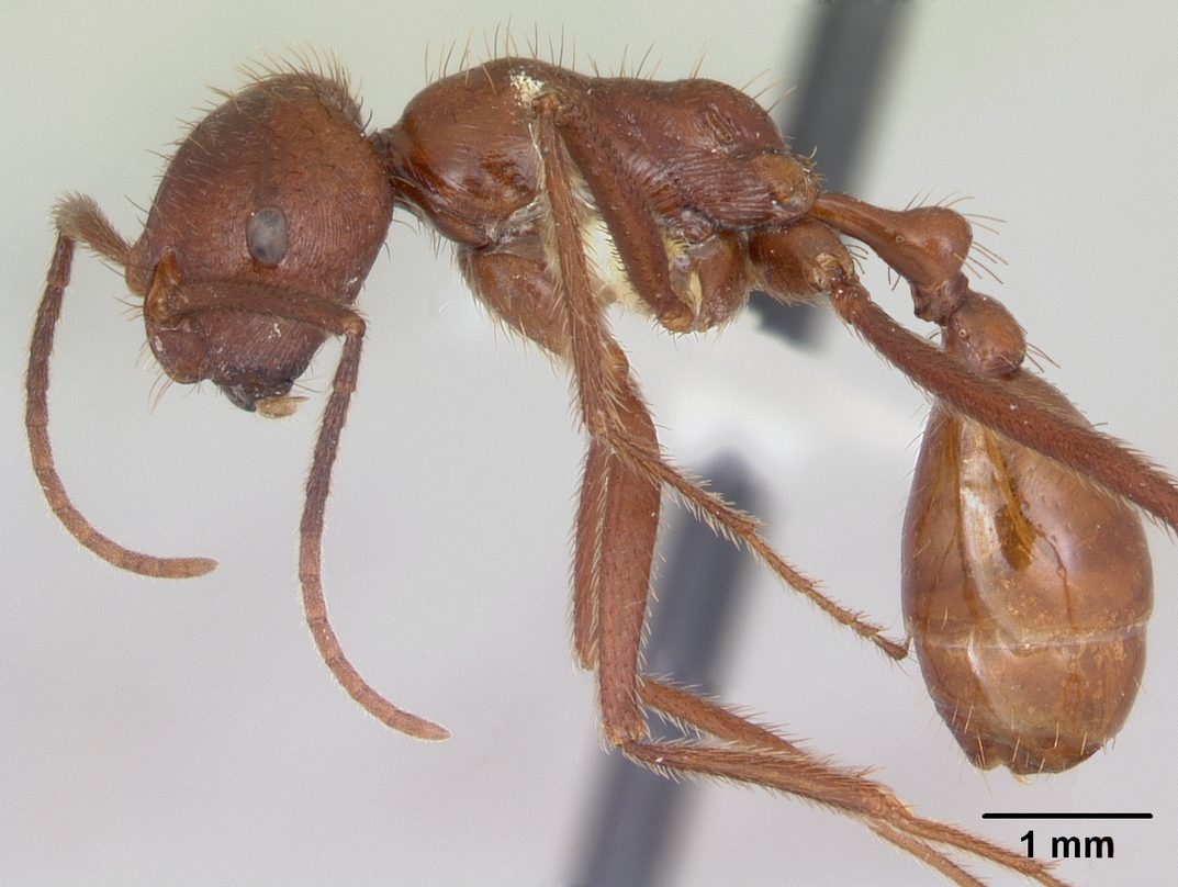 ocymyrmex-qarisqasi