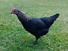 norfolk-grey-toyuq-novu