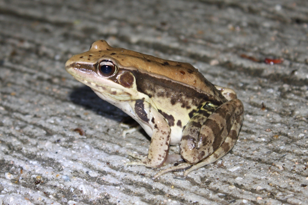 austrochaperina-basipalmata-qurbagasi