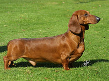 dachshund-it-cinsi