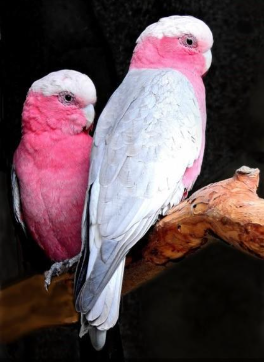 galah-qus-novu