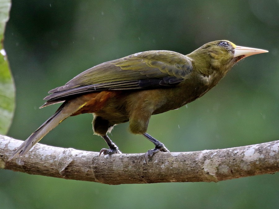 qonur-yasil-oropendola