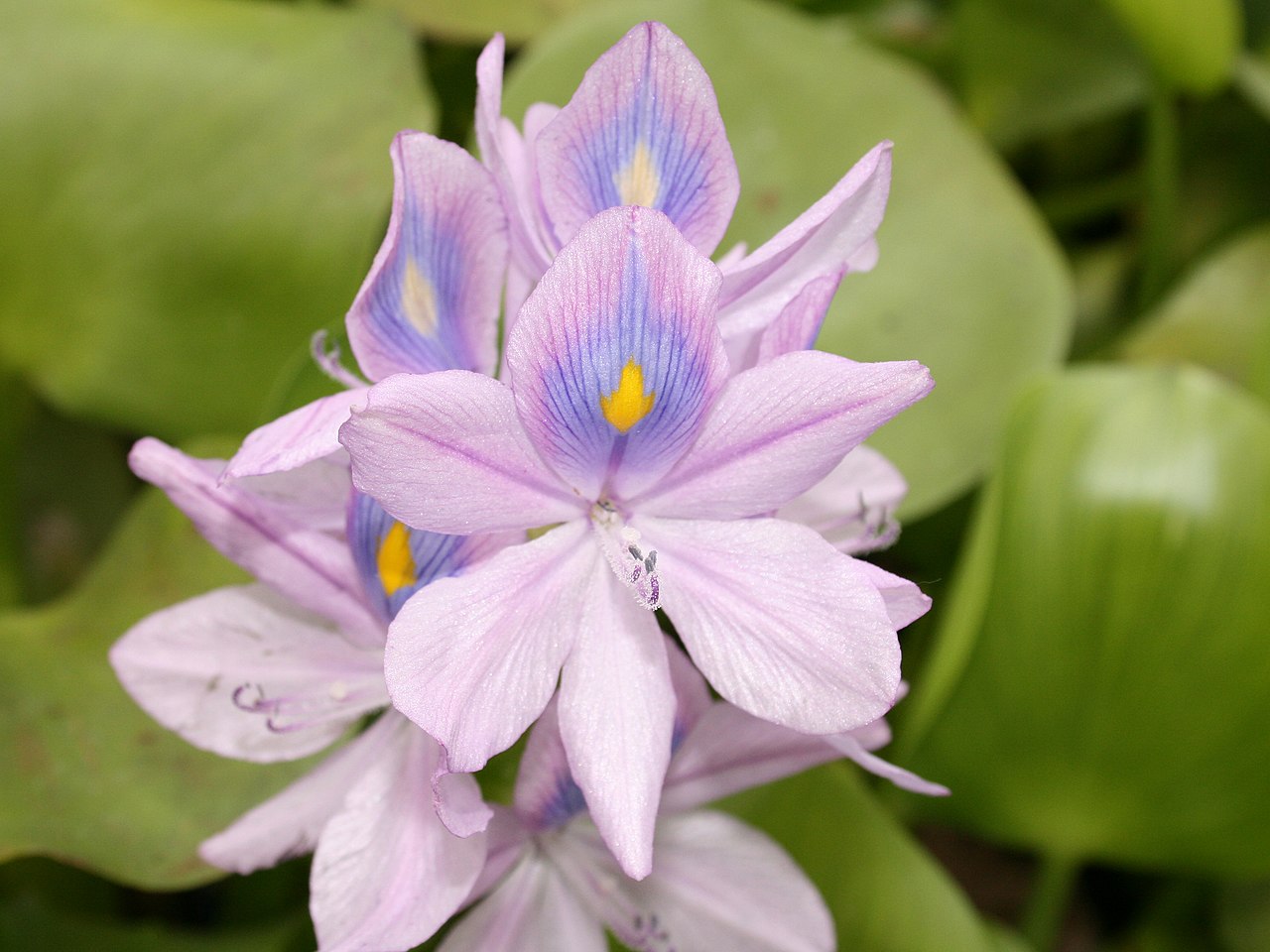 eichhornia