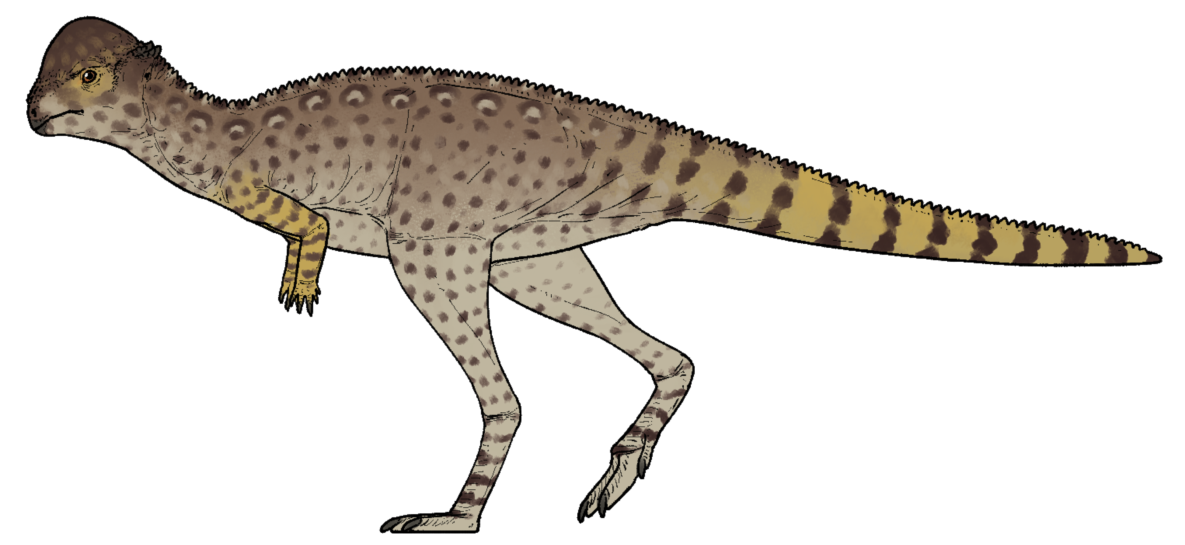 zavacephale