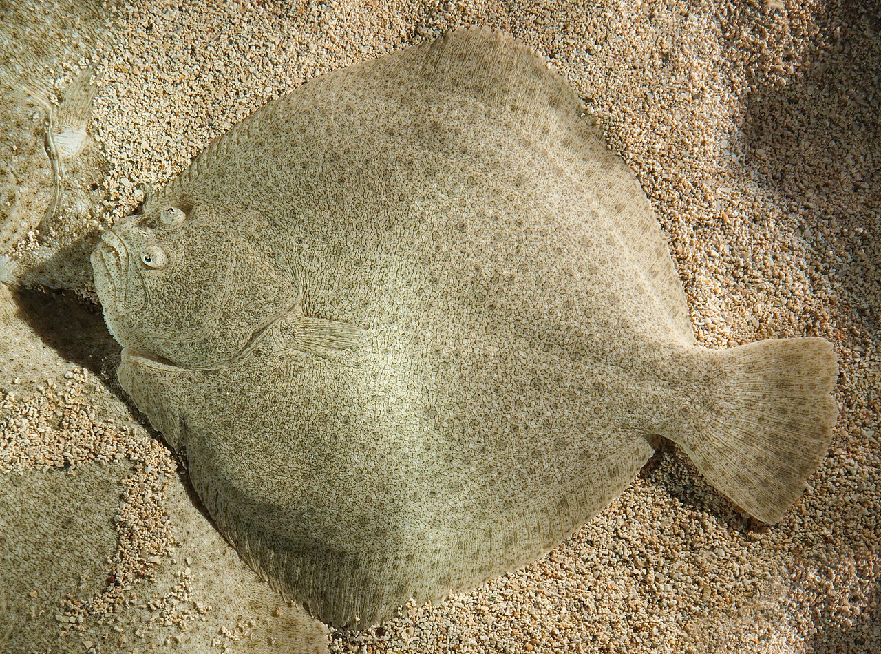 turbot-baligi