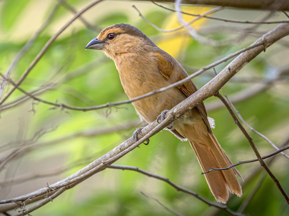 qehveyi-tanager