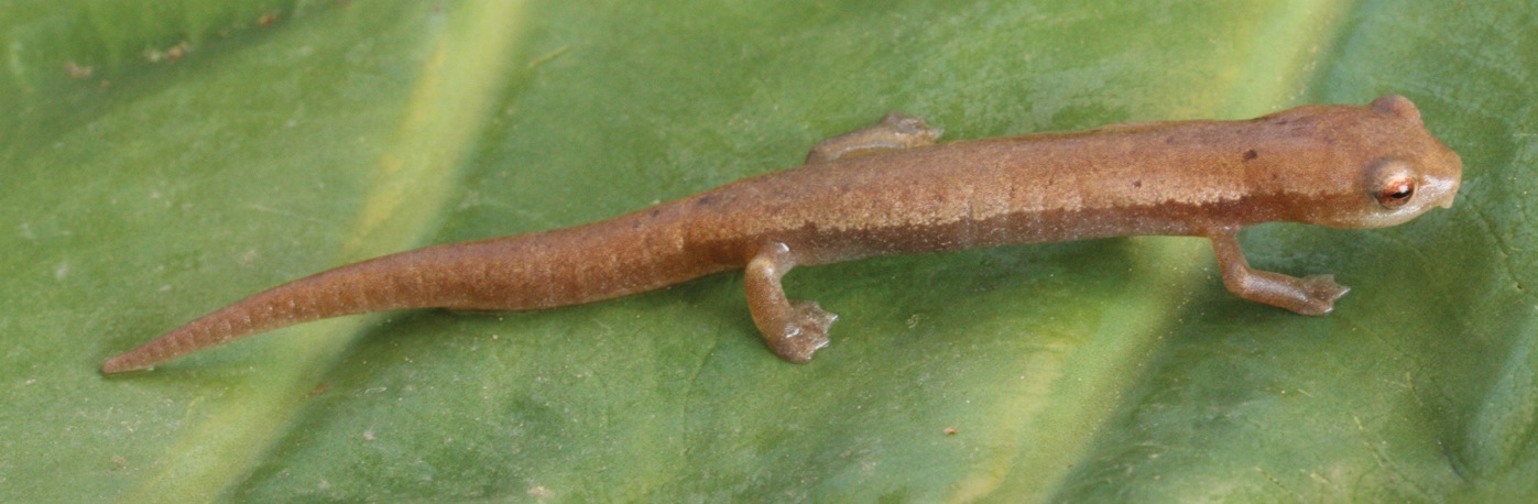 cinanteka-salamandri