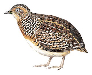 qara-sagrili-duyme-bildircini