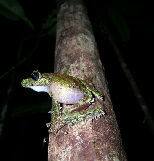 spinomantis-aglavei-qurbagasi