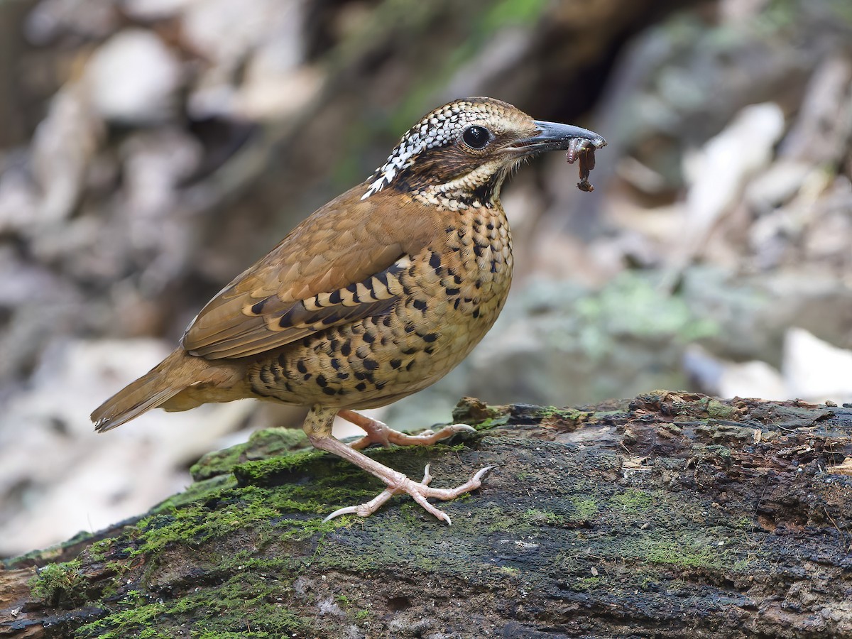 qulaqli-pitta