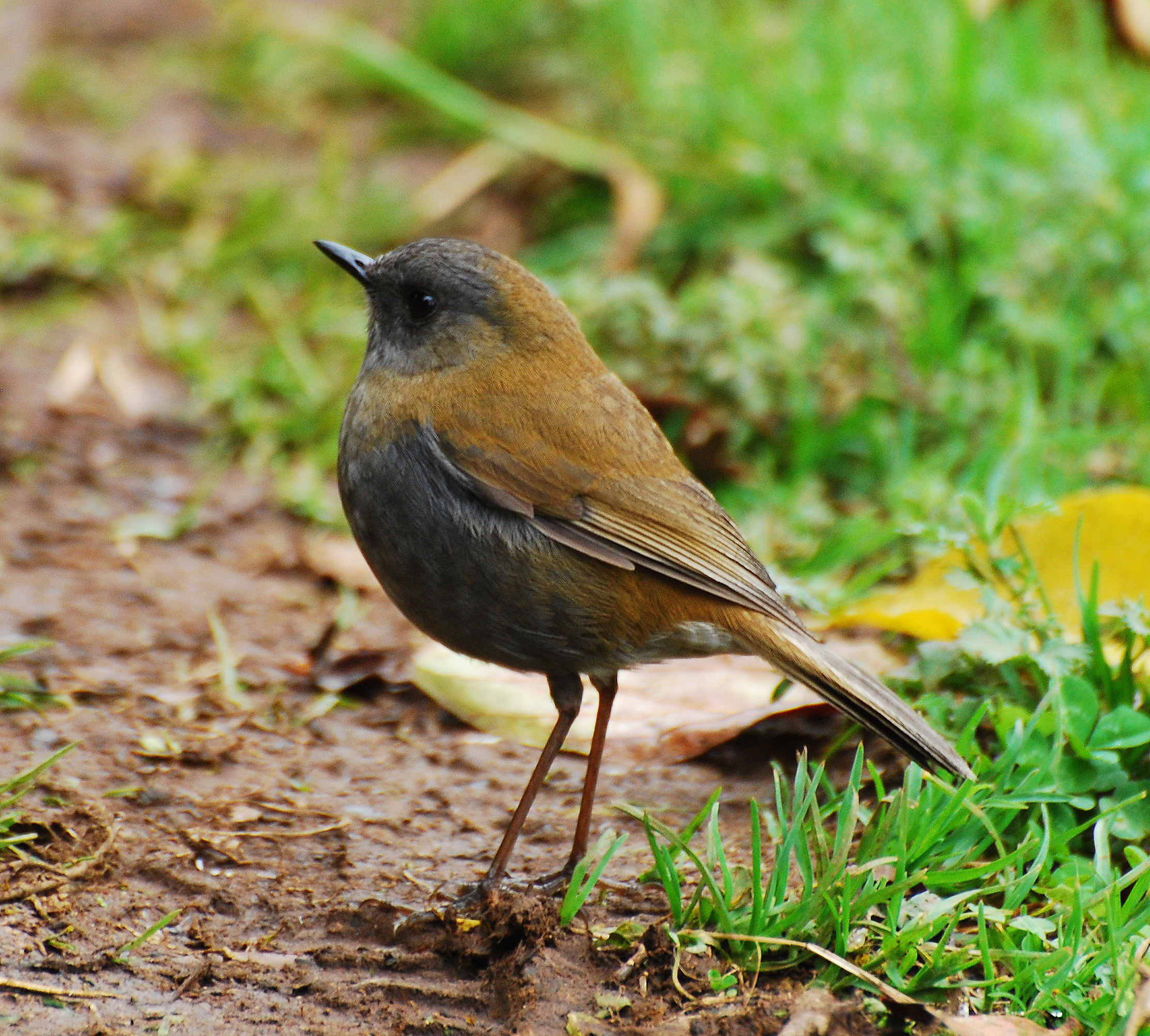 qaradimdik-bulbul-sigircini