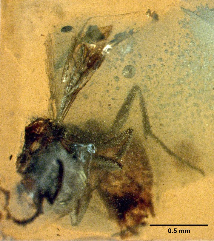 haidomyrmodes-qarisqasi