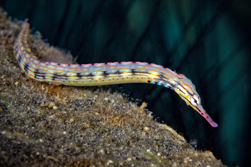 pipefish-baligi