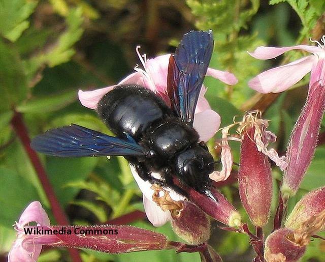 xylocopa-violacea-ari-novu