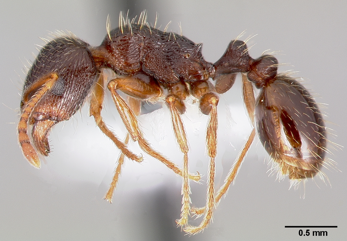 tetramorium-qarisqasi