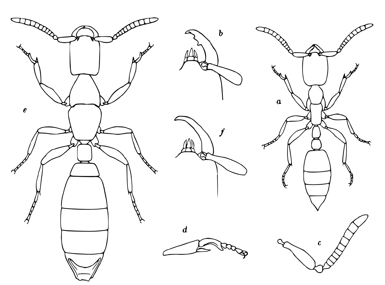 leptanilla-qarisqasi
